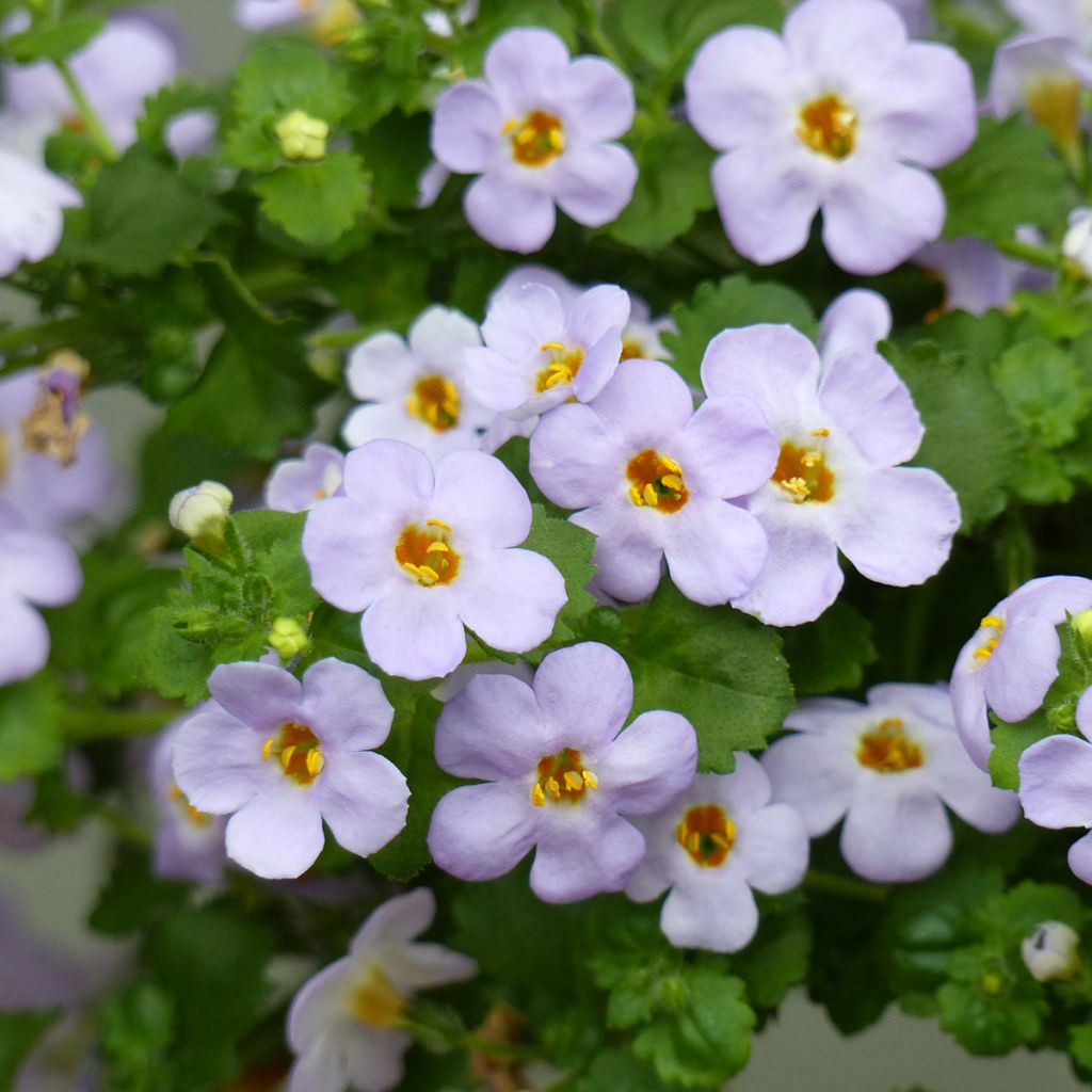 Bacopa Gulliver Blue Sensation - Bacopa