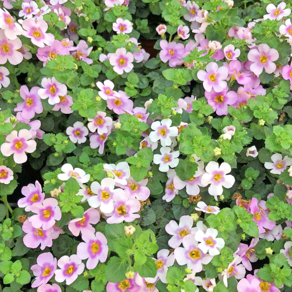 Bacopa Gulliver Pink Heart
