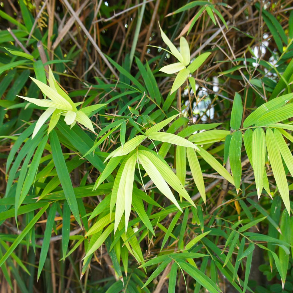 Pseudosasa japonica - Japanse bamboe