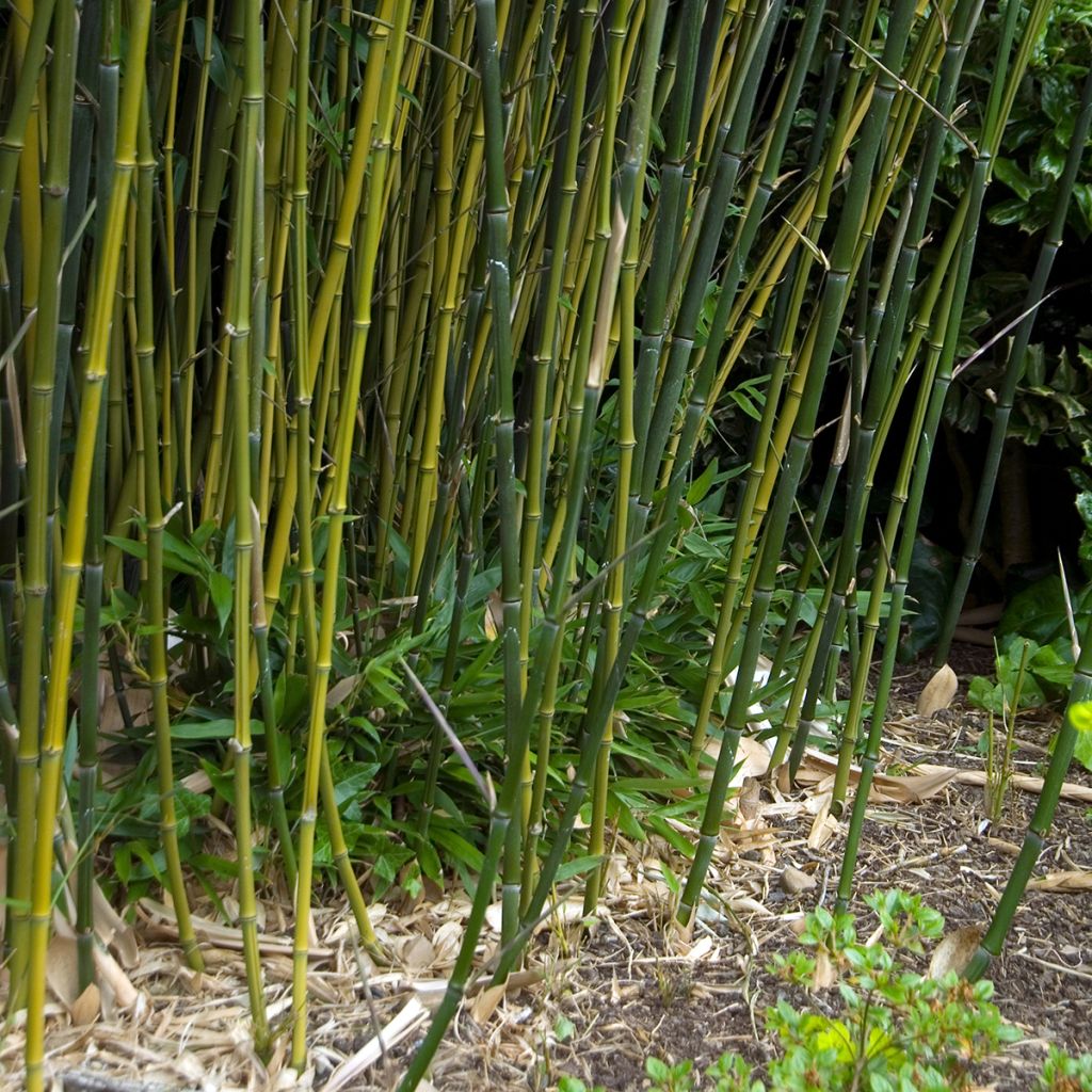 Phyllostachys bissetii - Reuzenbamboe