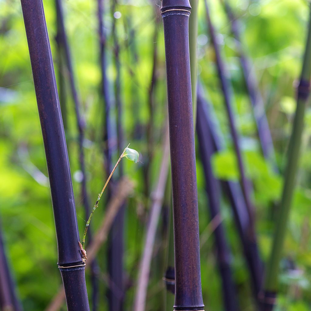 Phyllostachys nigra - Zwarte bamboe