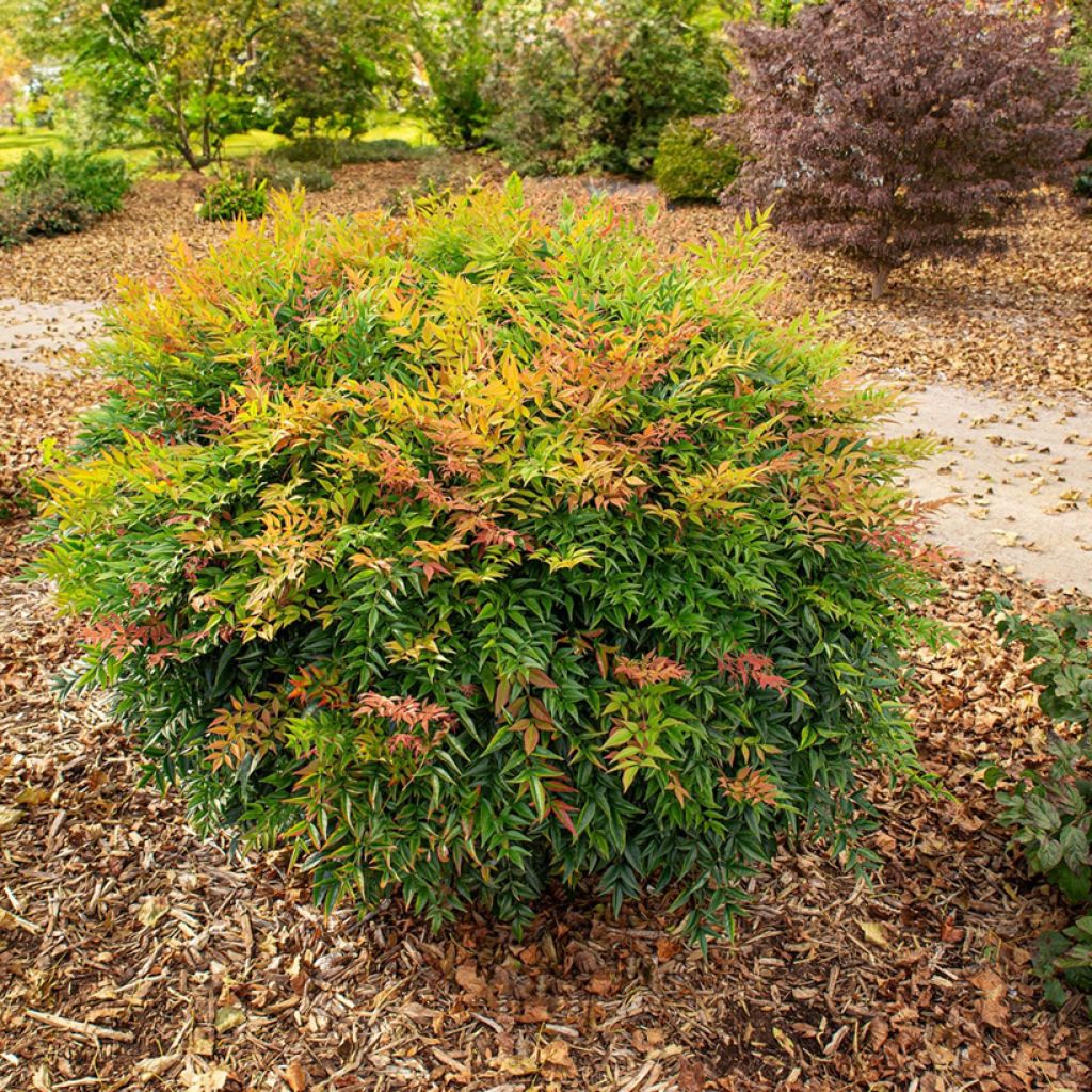 Nandina domestica Magical Sunrise - Hemelse bamboe