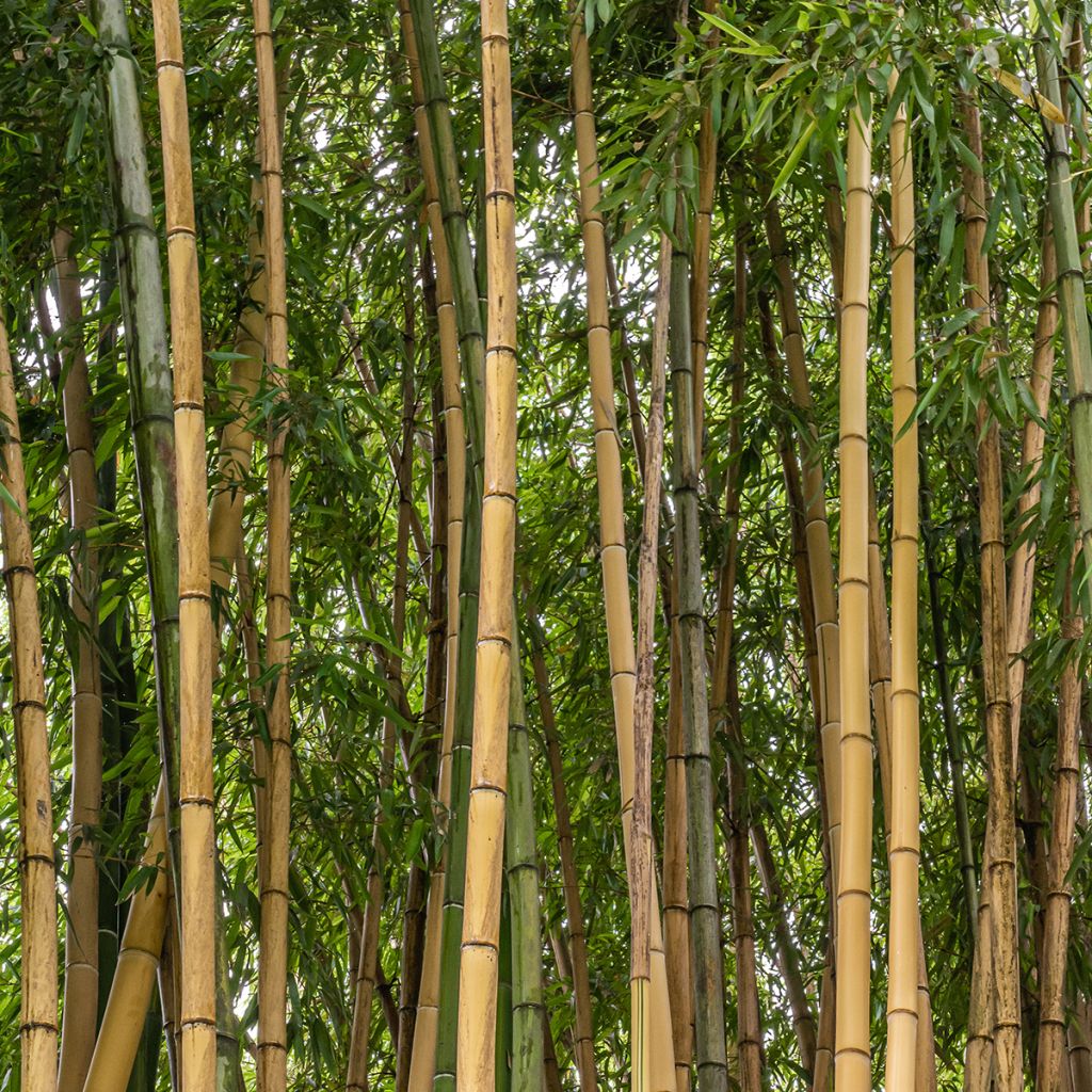 Bambusa multiplex Alphonse Karr - Bamboe