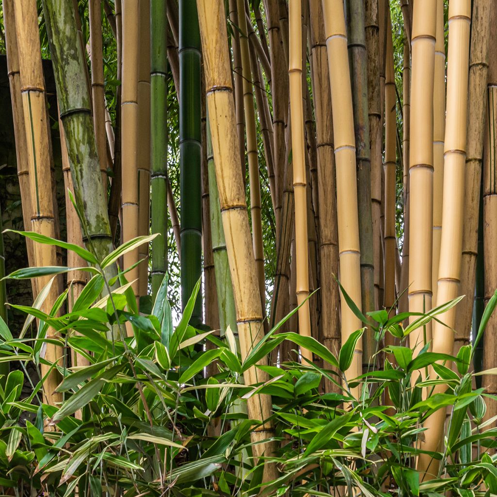 Bambusa multiplex Alphonse Karr - Bamboe