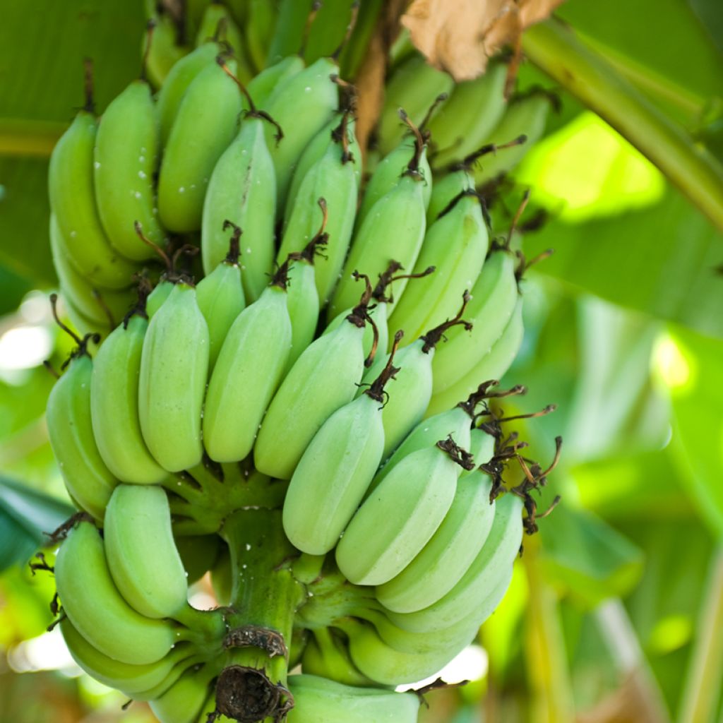 Musa Himalayensis Speciosa - Darjeeling-banaan