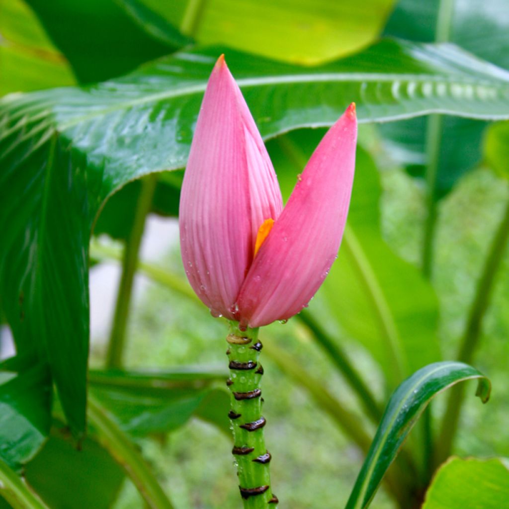 Musa velutina - Roze dwergbanaan