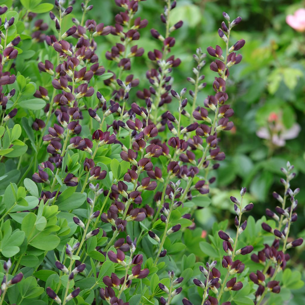 Baptisia Decadence Dutch Chocolate - Blauwe valse indigo