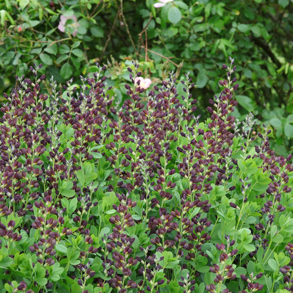 Baptisia Decadence Dutch Chocolate - Blauwe valse indigo