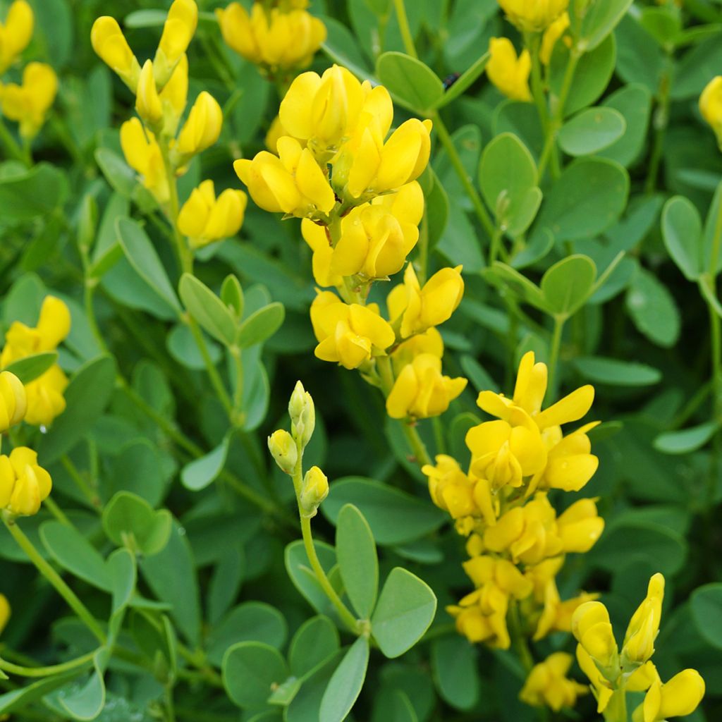Baptisia sphaerocarpa - Valse indigo
