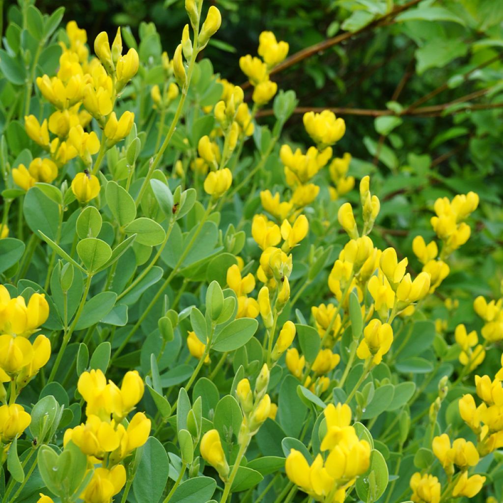 Baptisia sphaerocarpa - Valse indigo