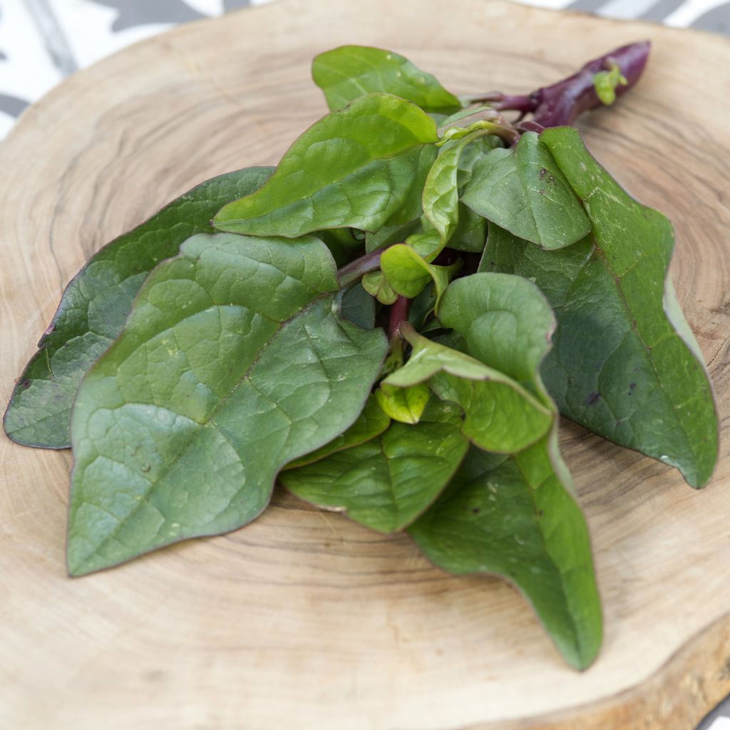 Malabar spinazie Select Red - Basella alba (zaad)