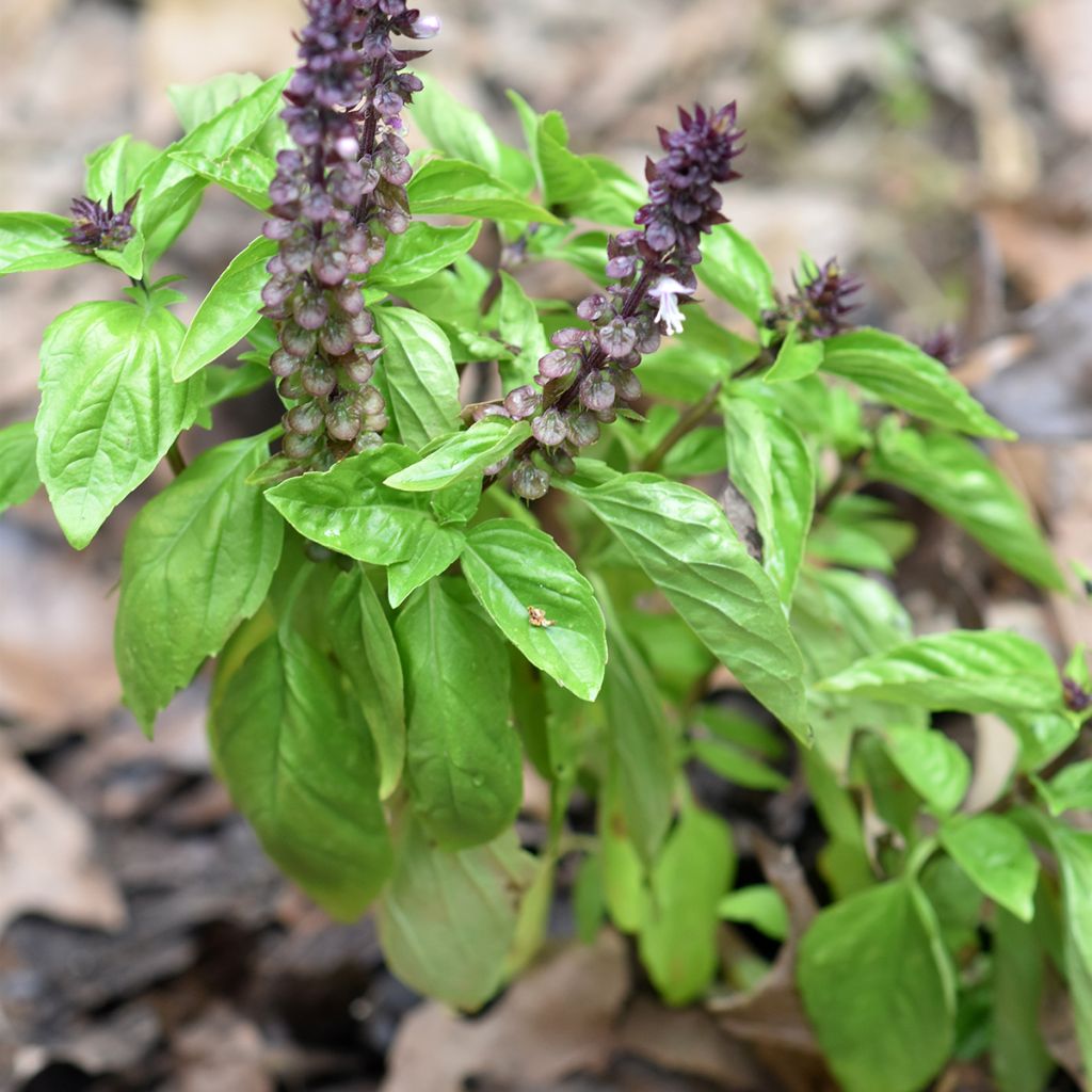 Kaneelbasilicum Cinamonette