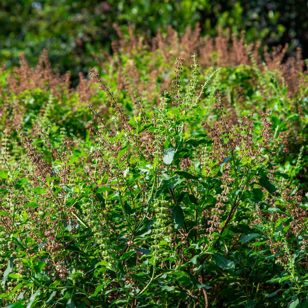 Kaneelbasilicum Cinamonette