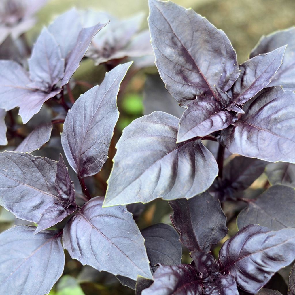 Basilicum Dark Opal