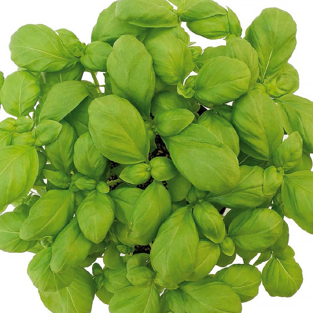 Basilicum Loki BIO