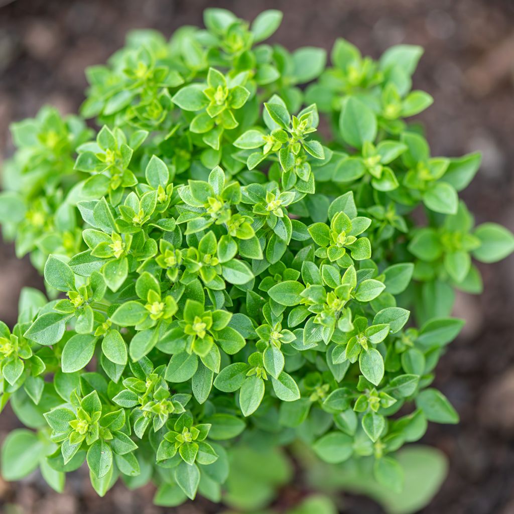 Basilicum Spicy Globe