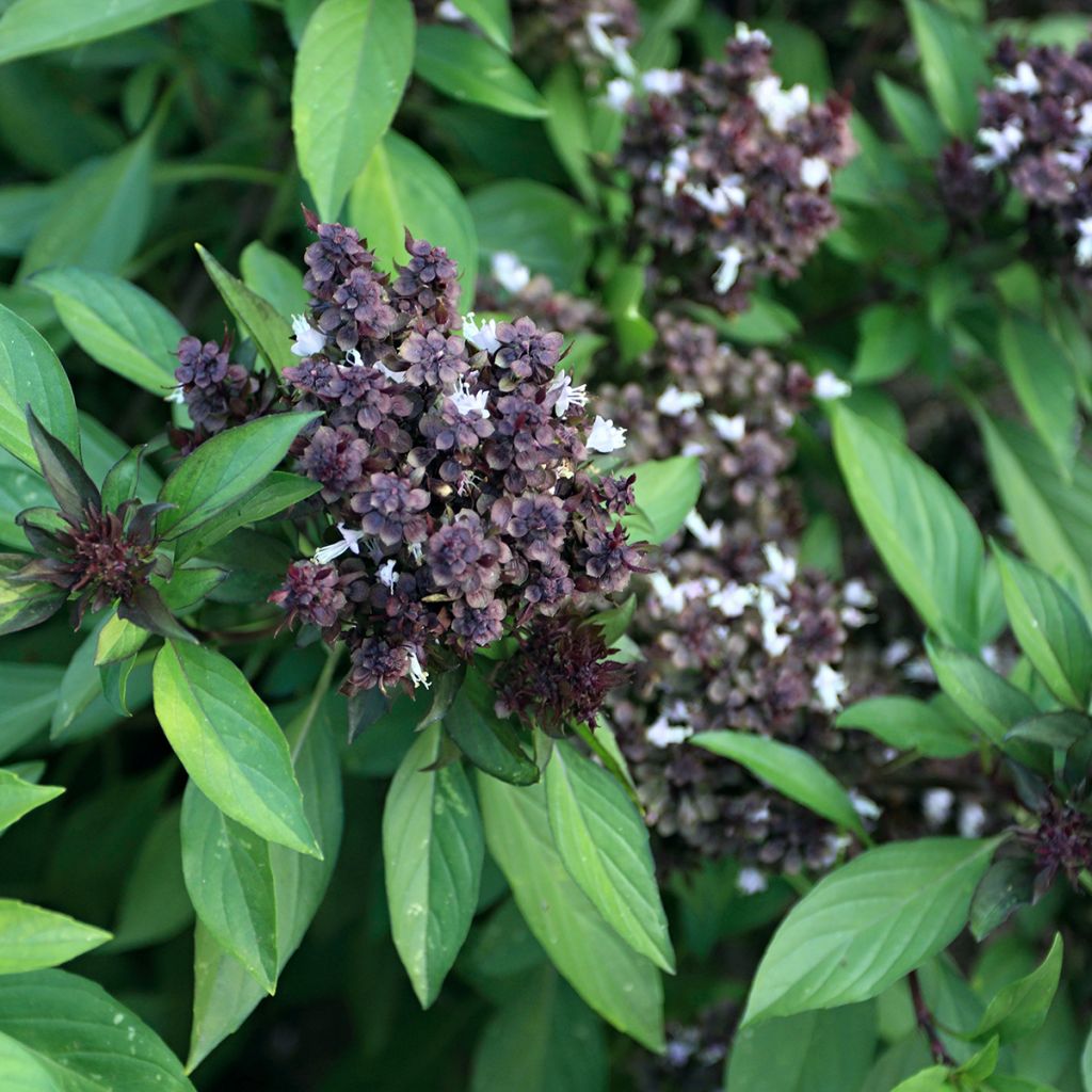 Thaise basilicum Siam Queen