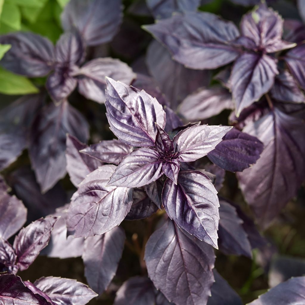 Basilicum Dark Opal