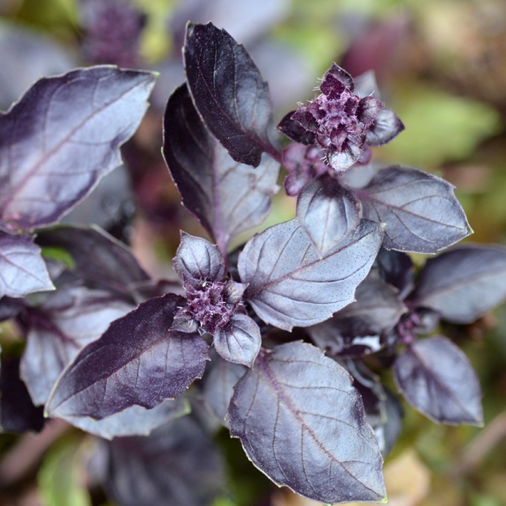 Basilicum Dark Opal