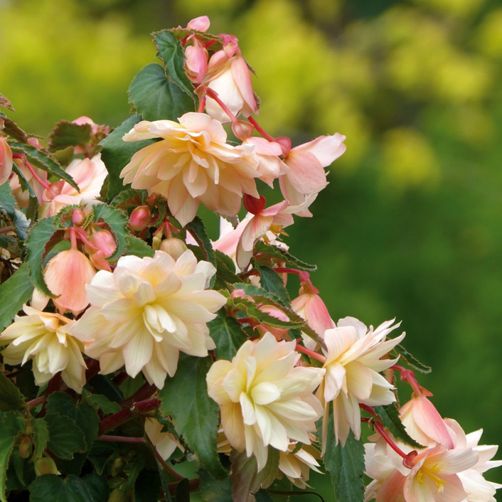 Begonia Belleconia Cream - Hangbegonia