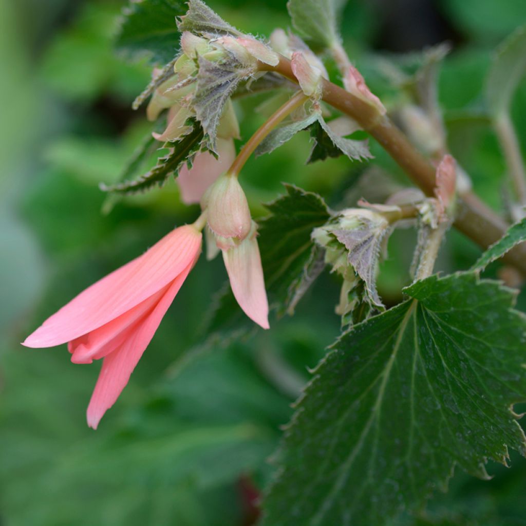 Begonia boliviensis San Francisco - Boliviaanse hangbegonia