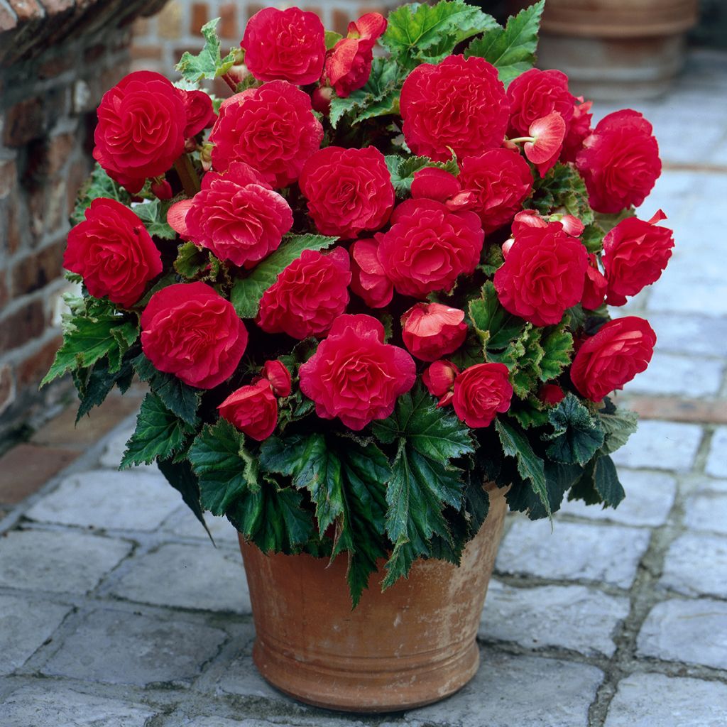 Begonia Non Stop Roze - Knolbegonia