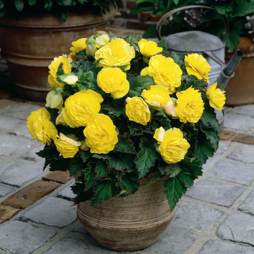 Begonia Non Stop Geel - Knolbegonia