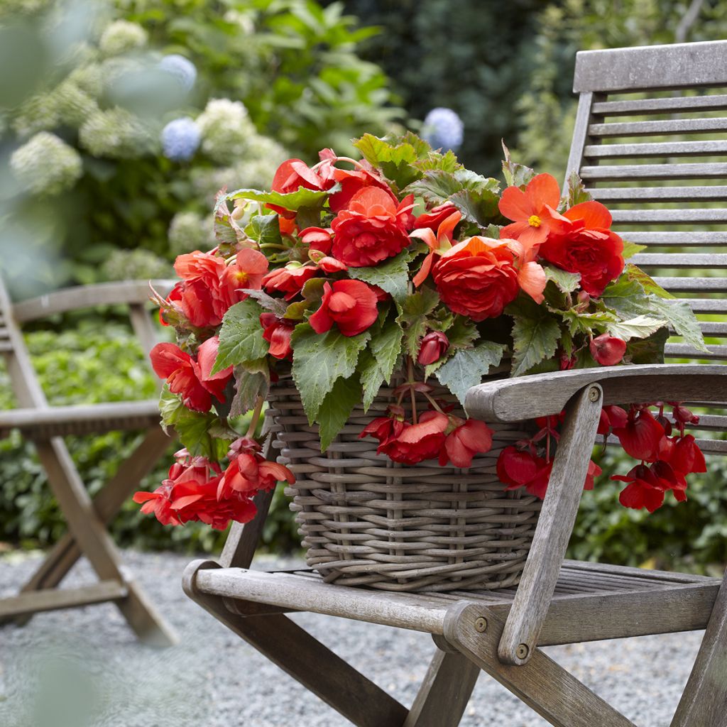 Begonia Odorata Red Glory - Knolbegonia