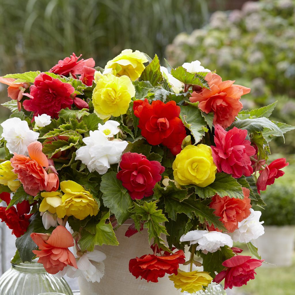 Begonia tuberhybrida Cascade Mix 6 Couleurs - Knolbegonia