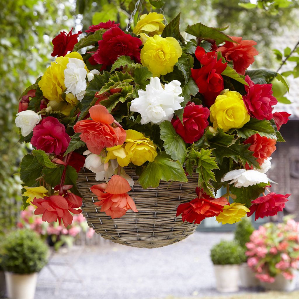 Begonia tuberhybrida Cascade Mix 6 Couleurs - Knolbegonia