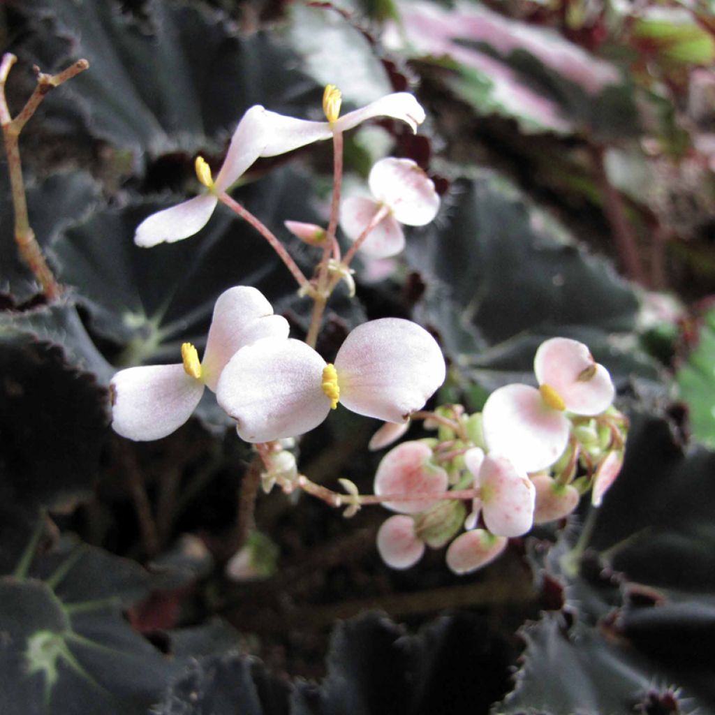 Begonia Rex Dark Mambo - Bladbegonia