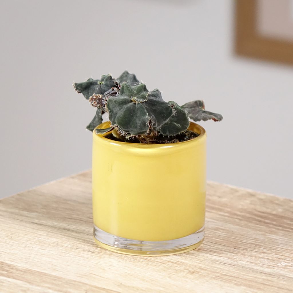 Begonia Rex Dark Mambo - Bladbegonia