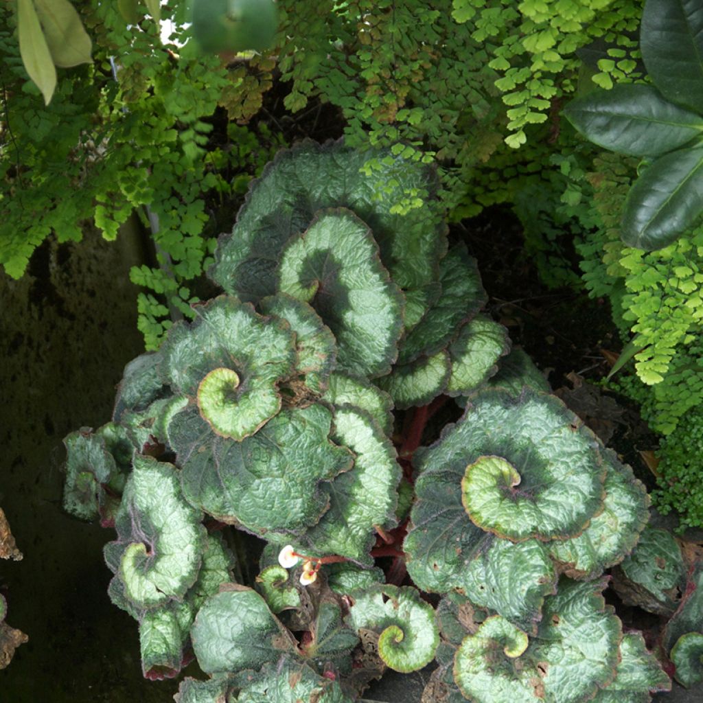 Begonia Rex Escargot - Bladbegonia