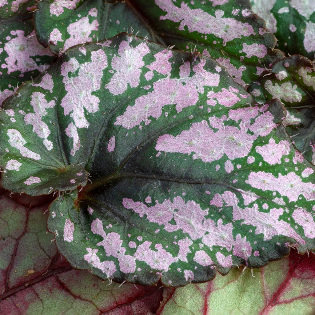 Begonia Rex Hugh McLauchlan - Bladbegonia