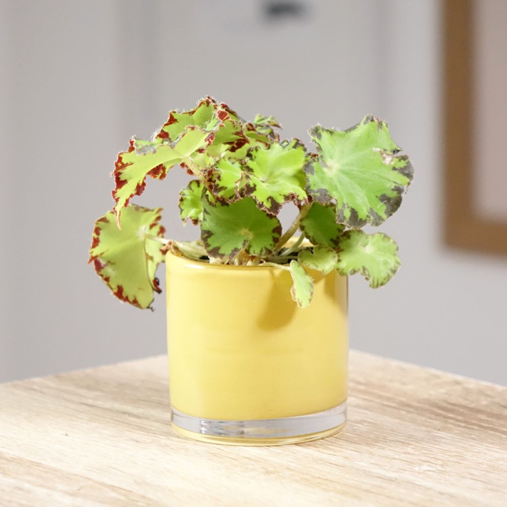 Begonia Rex Red Jive - Bladbegonia