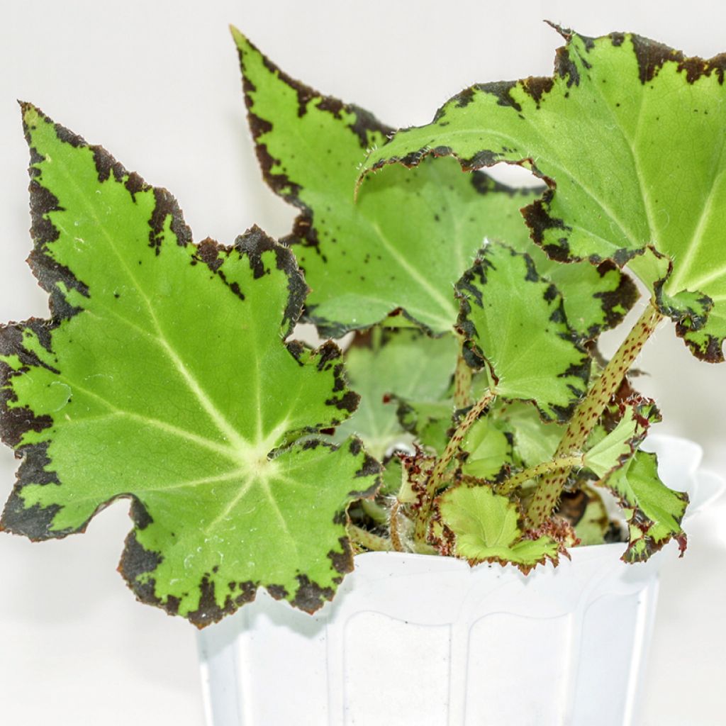 Begonia Rex Red Jive - Bladbegonia