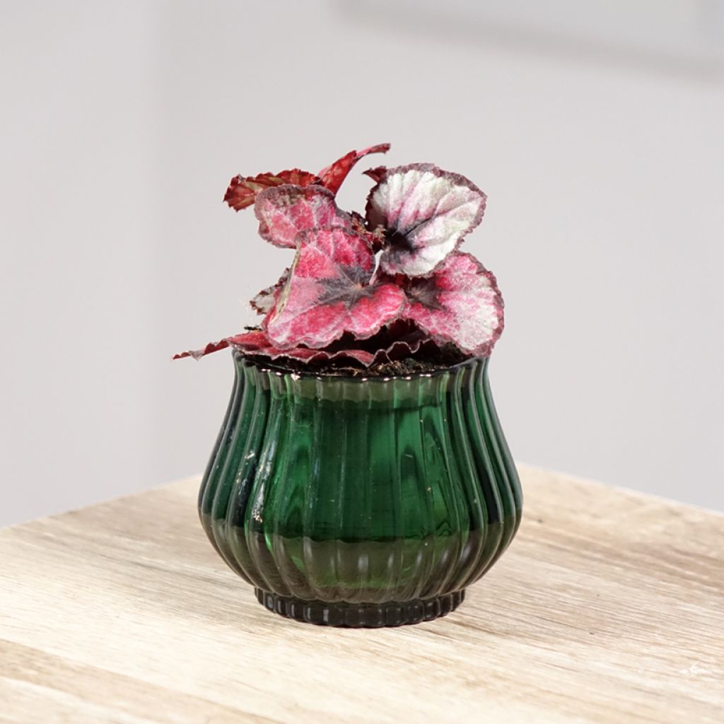 Begonia Rex Red Kiss - Bladbegonia