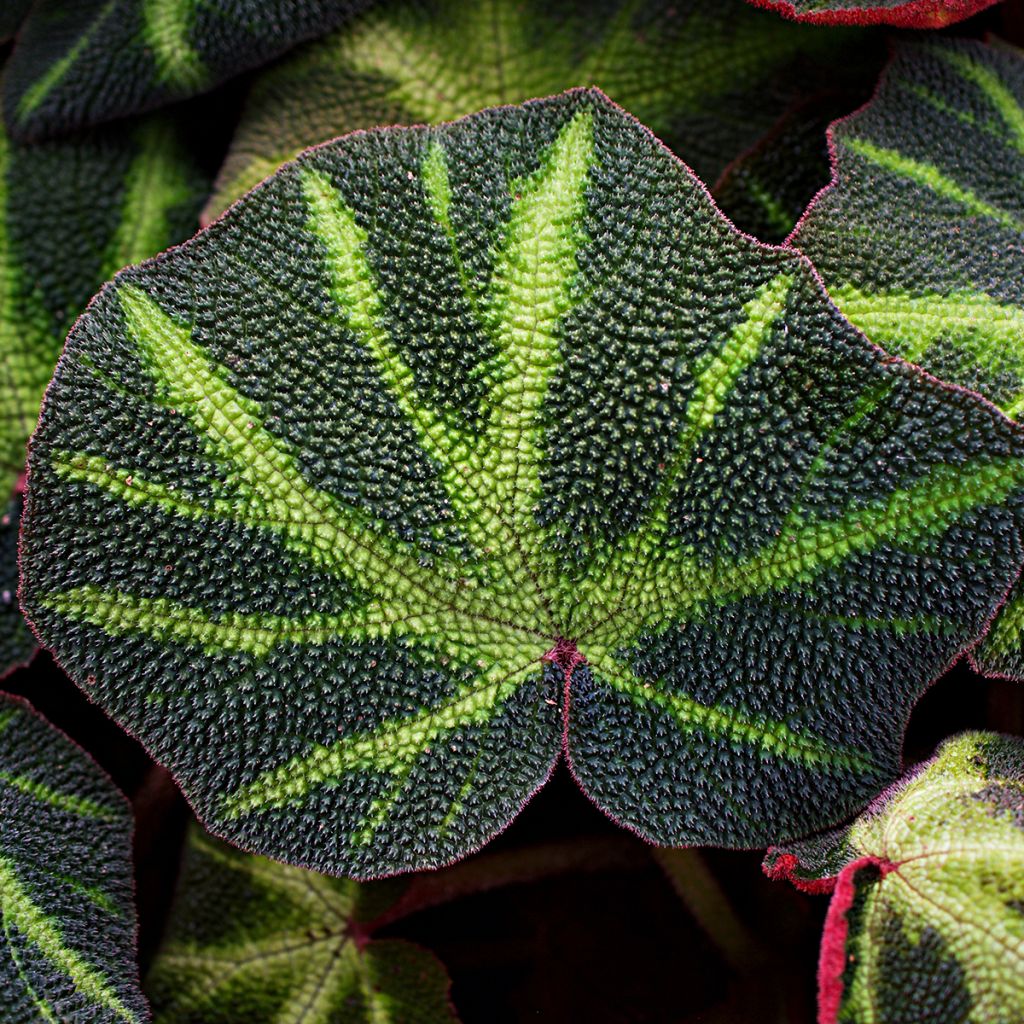 Begonia Rex Soli Mutata - Bladbegonia