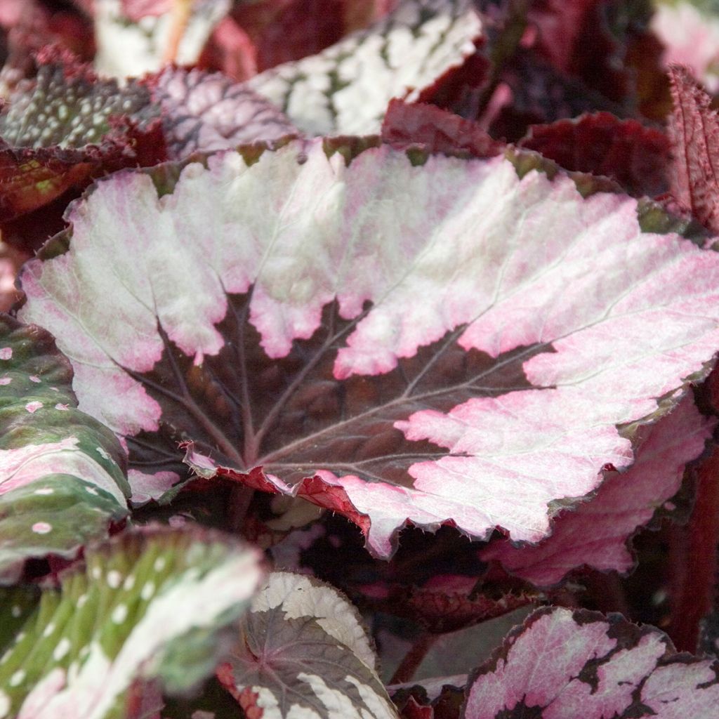 Begonia Rex Spirit of Kwale - Bladbegonia