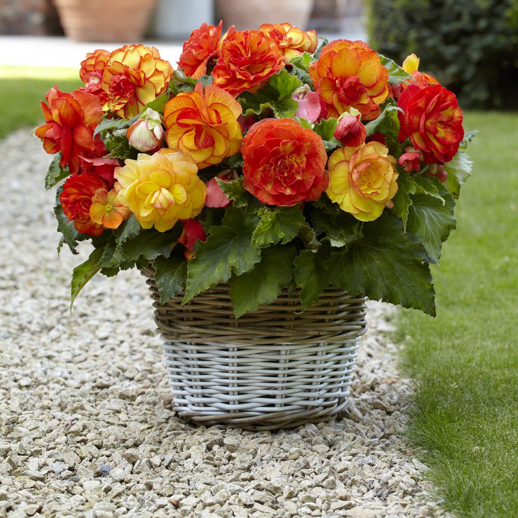 Begonia Sangria - Knolbegonia