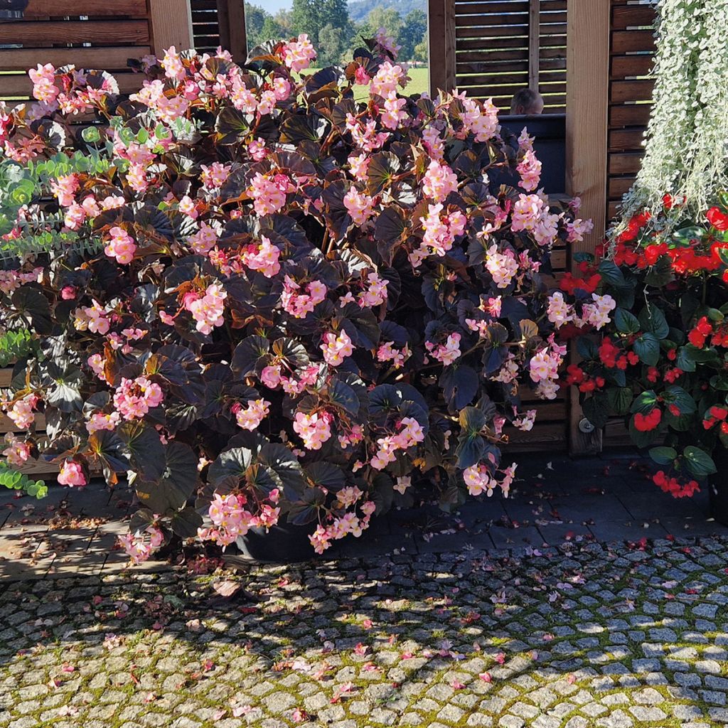 Begonia Stonehedge Light Pink Bronze Leaf - Begonia