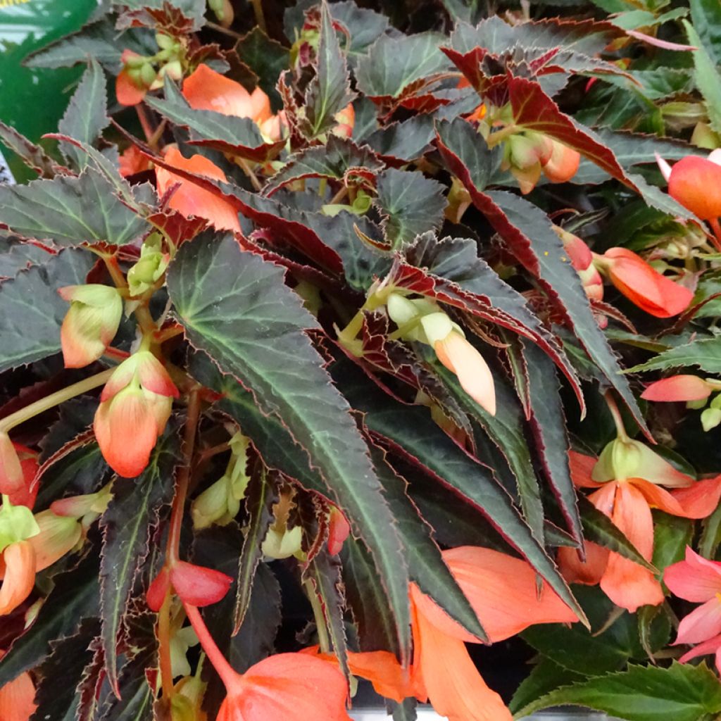 Begonia boliviensis Summerwings Oranje - Hangbegonia