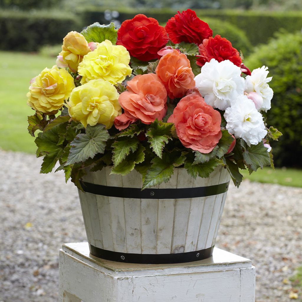 Begonia tuberhybrida Superba Mix 5 Couleurs - Knolbegonia