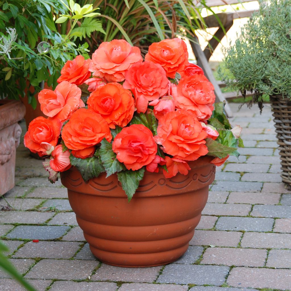 Begonia Superba Salmon - Bégonia tubéreux double saumon