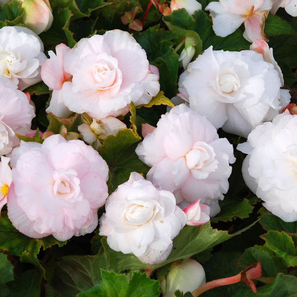 Begonia Superba White - Knolbegonia