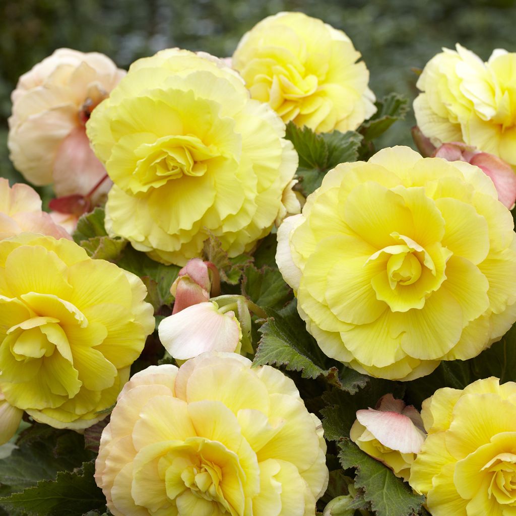 Bégonia tubéreux jaune double - Begonia Superba Yellow