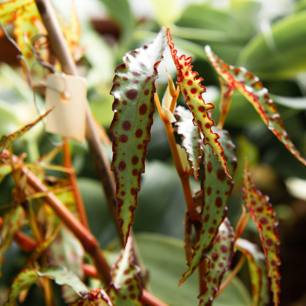 Begonia amphioxus - Begonia