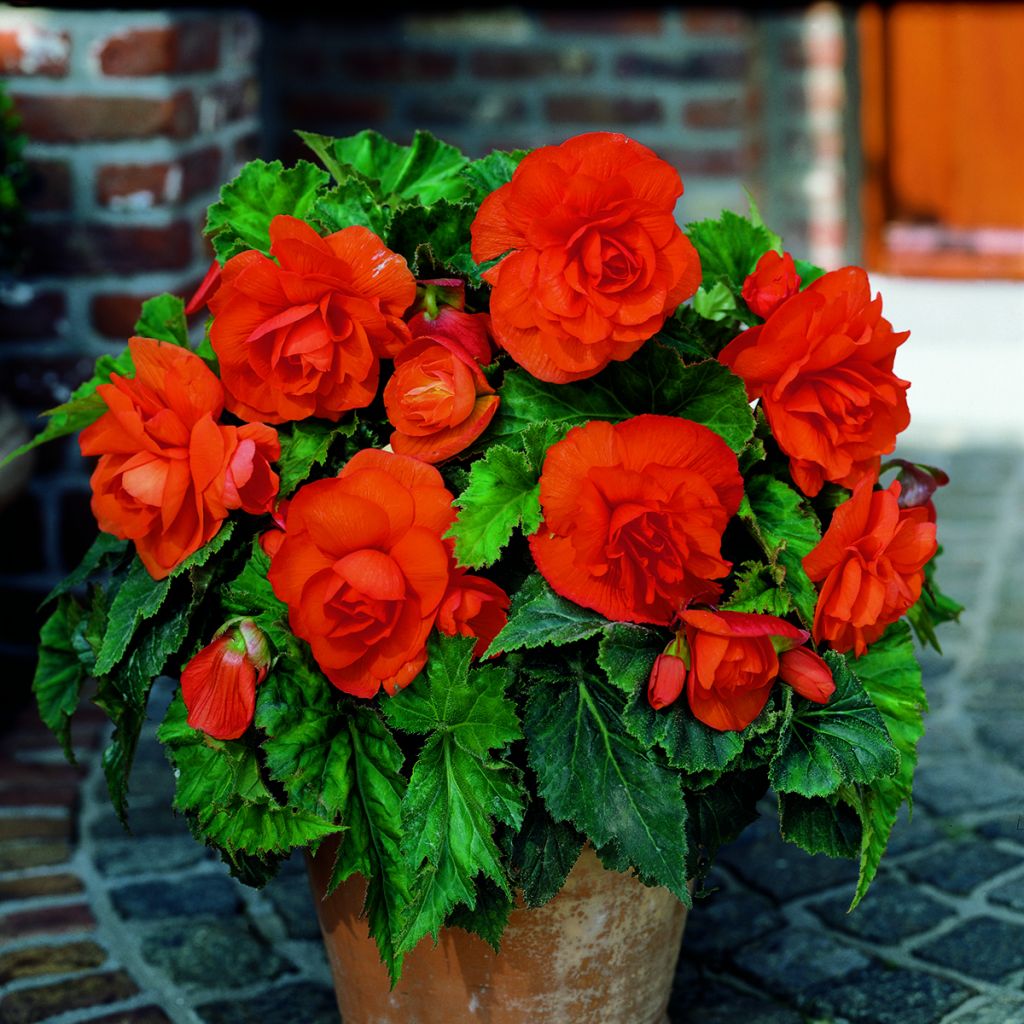 Begonia tuberhybrida Grandiflora Koper - Knolbegonia