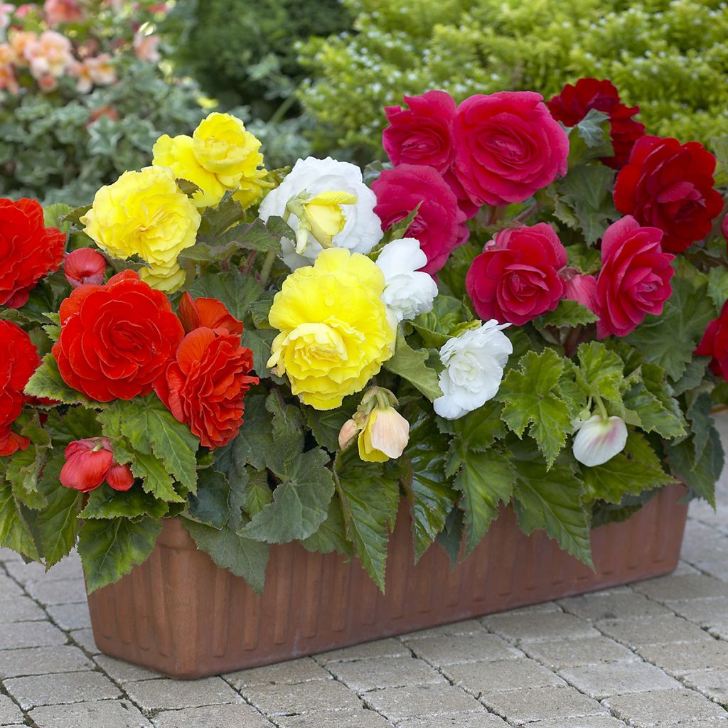 Begonia tuberhybrida Grandiflora Mix 8 Couleurs - Knolbegonia