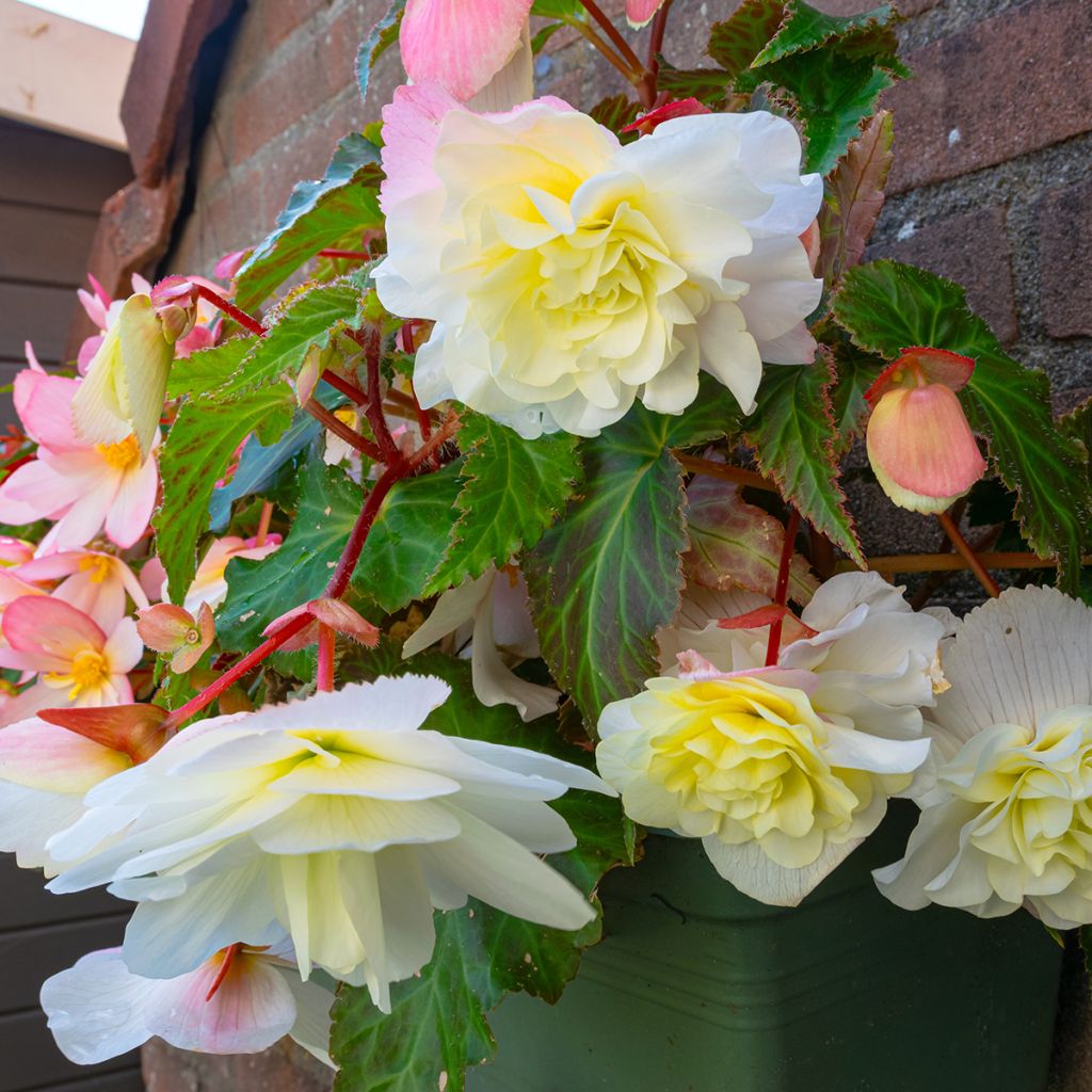 Begonia Odorata Angelique - Knolbegonia